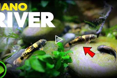 AMAZING FISH in Realistic River Aquarium | MD Fish Tanks