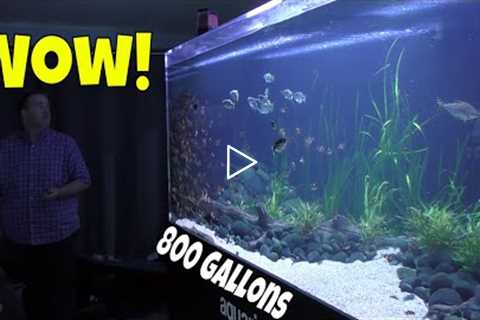 This 800 gallon Aquarium will Change the Way you Look at Monster Fish Tanks!