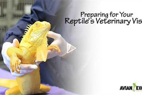 Preparing for Your Reptile's Veterinary Visit