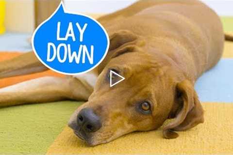 How to Teach a Dog to Lay Down | Chewy