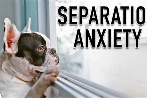 Your Dog DOESN'T Have Separation Anxiety (They Have THIS)