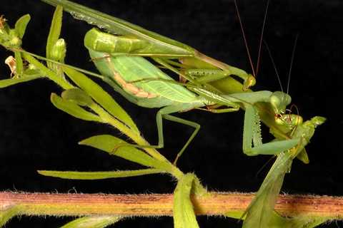 When Do Praying Mantis Mate?