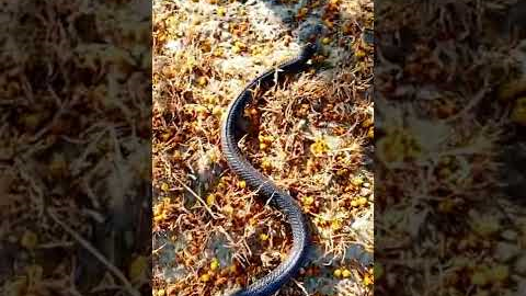 black cobra in real Snake vedio || snake || king cobra #kingcobra #snake #shorts #snakeheadhunting