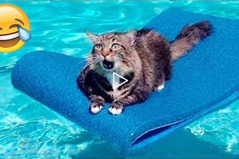 Funny Animal Videos 2022 😂 - Best Dogs And Cats Videos 😺😍 #23