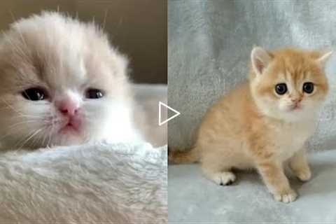 Cat Videos 😽 -  Funny Cats 😂 and Kitten Videos | tiktok