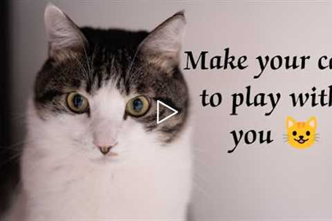 Make your cat to play with you|cat funny video|how to train a cat|make your cat attract😺