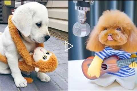 Baby Dogs 😍- Cute and Funny Cats VideosCompilation #2 |  Cat Cool Comedy 😺