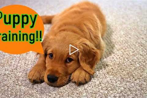 How to train your new Golden Retriever puppy to come
