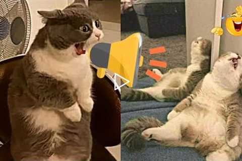 Cat Videos - Funniest Cats 😽 Try Not To Laugh 😂 Impossible tiktok