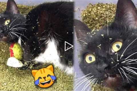 Funny Cats React to Catnip 2021 TikTok Compilation 🙀 | Cat 2021 | JoysPets