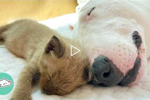 Woman Finds Abandoned Kittens. Bull Terrier Falls In Love With Them | Cats Love Dogs