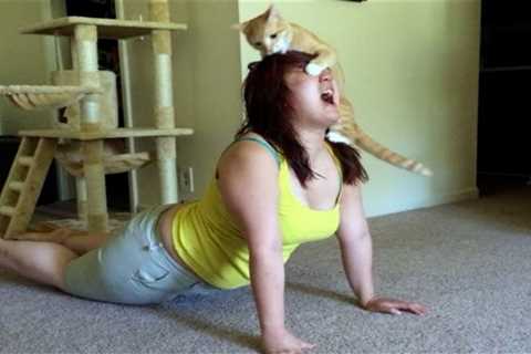 1 HOUR FUNNY CATS COMPILATION 2022 😂| The Best Funny Cat Videos!😸 😸