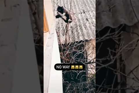 Wait for it 🙀 Mission Impossible Cat Edition 😹 #funnycatvideo #cats #cutecats #kittens #blackcat