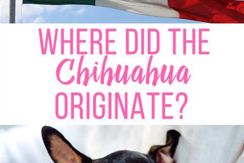 Where Did the Chihuahua Originate?