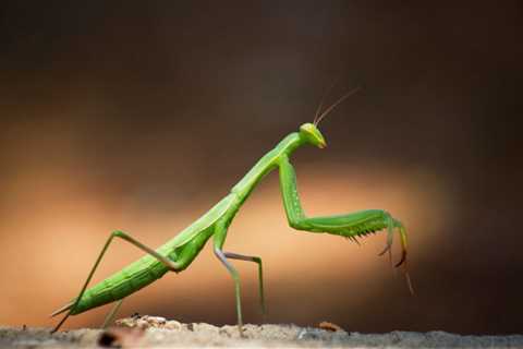 Can Praying Mantis Eat Wax Worms?