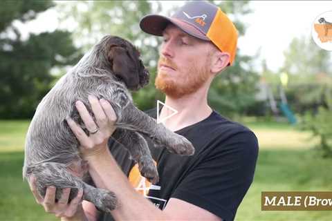 SOLD Mr. Brown at 6 weeks - Male Wirehaired Pointing Griffon Puppy For Sale In Montana #griffon