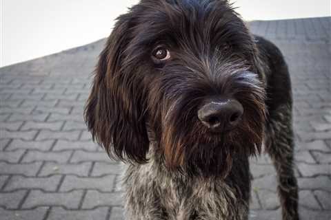 All About the Wirehaired Pointing Griffons Breed