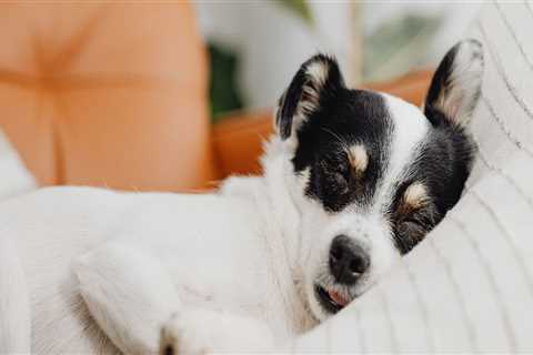 How to Tell if Your Pet Dog Needs More Sleep or Rest | Help your dogs get enough sleep