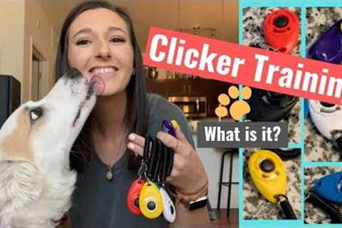 How to Clicker Train Your Dog - An Intro to Positive Reinforcement Based Training