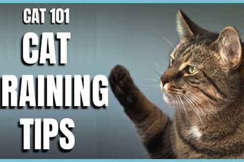 Cats 101 : Basic Cat Training Tips