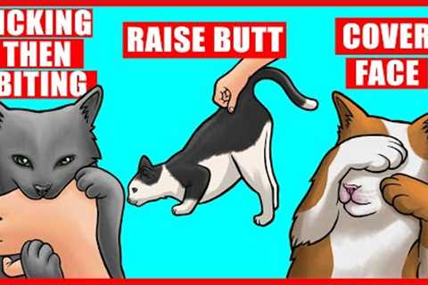 Real Meanings Behind 9 Strange Cat Behaviors Explained