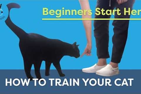 How To Train Your Cat: Beginners Start Here