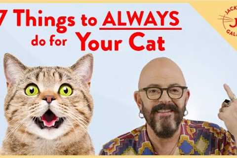 Instantly Improve Your Cat''s Life with these 7 Things