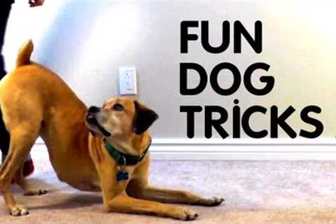 Teach Your Dog 8 Fun Tricks using Clicker Training