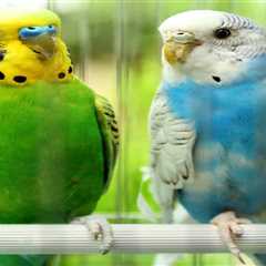 A List of Considerations Before Getting a Second Budgie