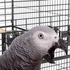 Why Did My African Grey Just Dump Her Chop and Pellet Dishes?