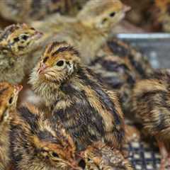 Raising Quail With Bantams: Is It Possible?