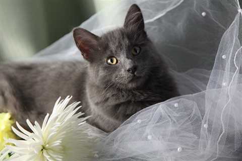 Can Cats Be Part of Wedding Parties? How Will They React?