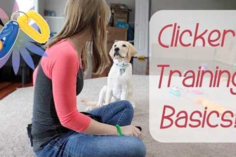 Clicker Training Basics! | Teach Your Dog To High-Five!!