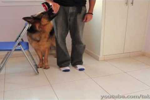 How To Clicker Train Heel Position (Dog Training)
