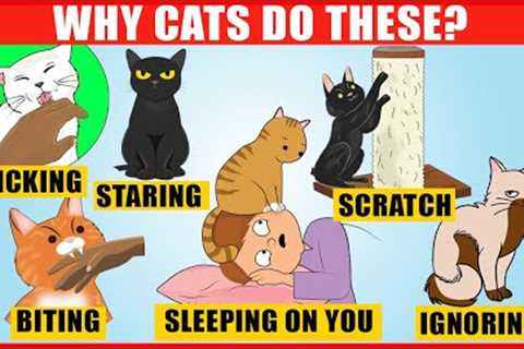 The Meaning Behind 14 Strangest Cat Behaviors | Jaw-Dropping Facts about Cats