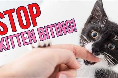 How to STOP Kittens From Biting You (6 Tips!)