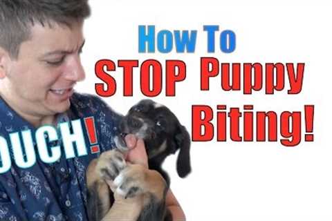 How to Train a Puppy NOT to BITE