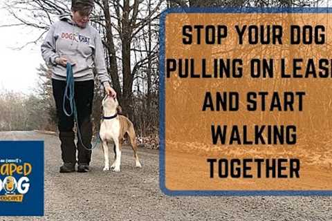 Stop Your Dog Pulling on Leash and Start Walking Together #53