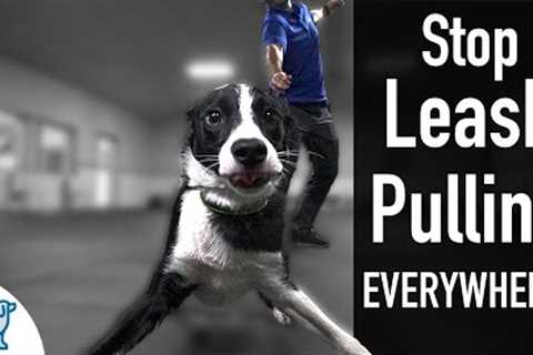 How To Teach Your Dog Not To Pull On The Leash, EVER!