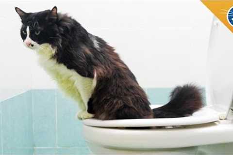 Why You Should NOT Toilet Train Your Cat