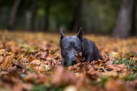How to Make a Dog Poop Quickly: 6 Helpful Methods