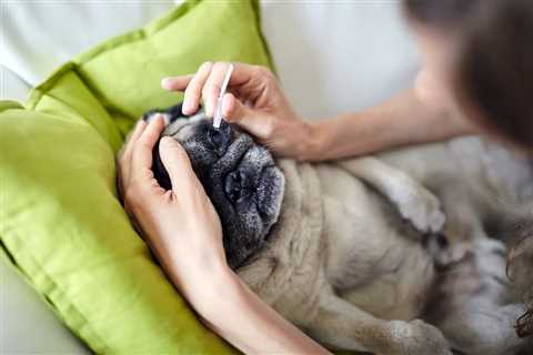 Eye Drops for Dogs: Types and How to Use Them