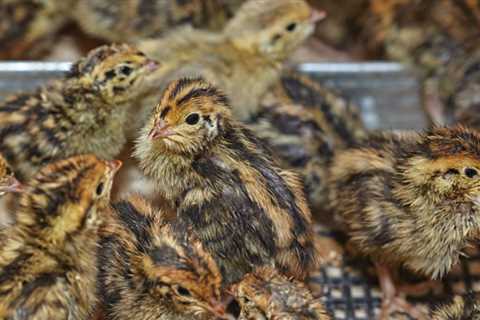 Raising Quail With Bantams: Is It Possible?