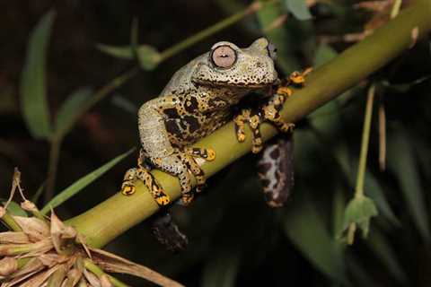 Hyloscirtus tolkieni, A New Stream Frog Species Named After J.R.R. Tolkien