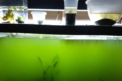What should I do if the water in my fish tank is cloudy?