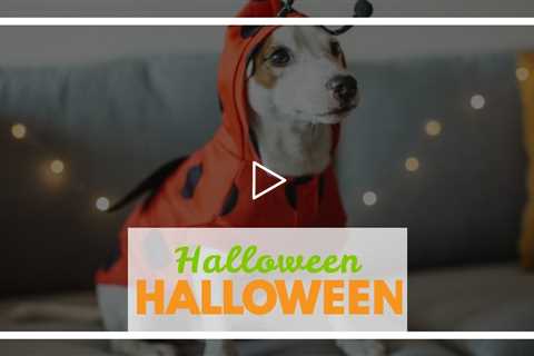 Halloween Safety Tips: Dogs