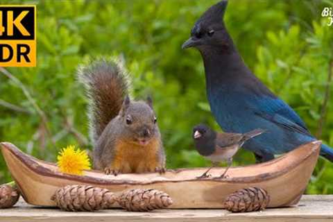 Cat TV Birds 😺🐦 Steller''s Jays, Squirrels, and the Little Boat ❤️ Relax Your Cat ❤️ 8 Hours(4K..