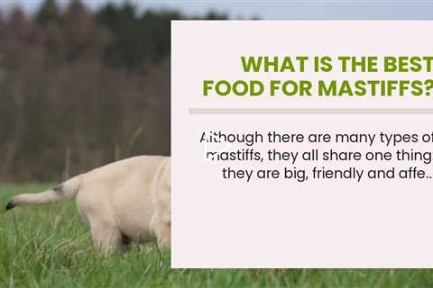 What is the best food for Mastiffs?