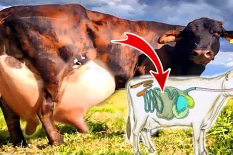 How To Improve Digestive System In Dairy Animals || Increase Milk Production Of Cows &  Buffalos