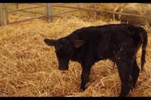 Calf Rearing: Care of the newborn calf
